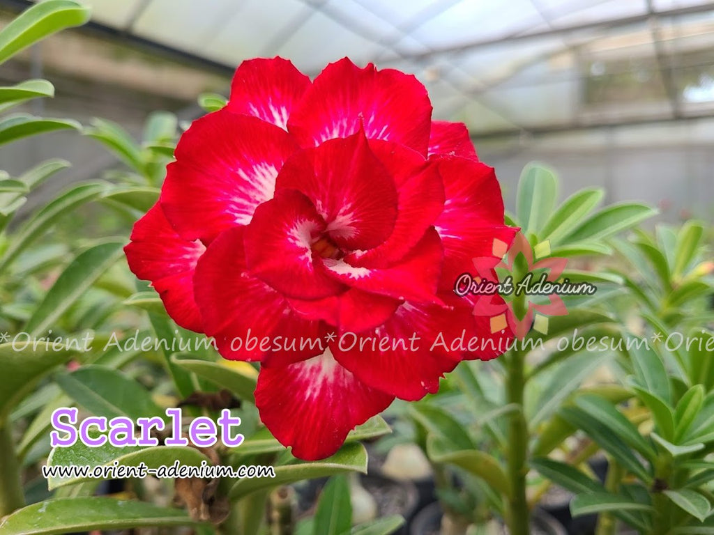 Adenium obesum Scarlet Grafted plant