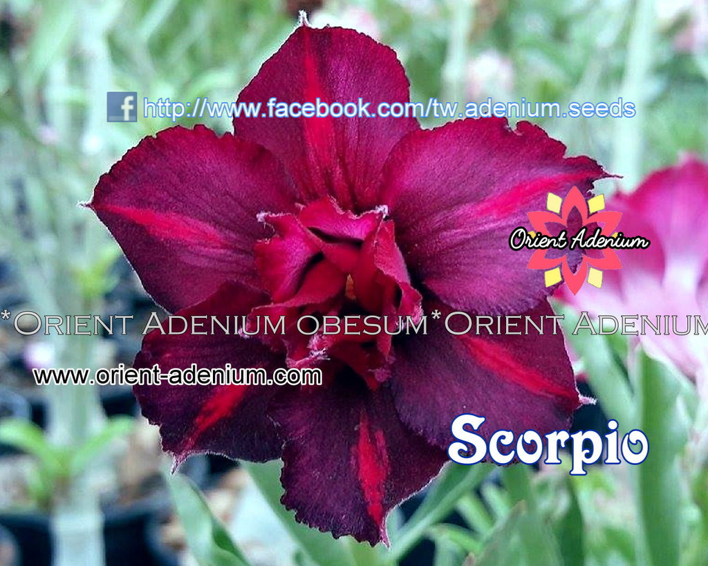 Adenium obesum Scorpio Grafted plant