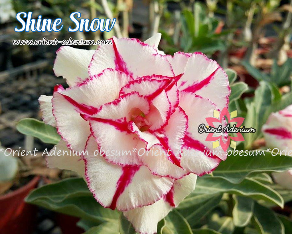 Adenium obesum Shine Snow Grafted plant