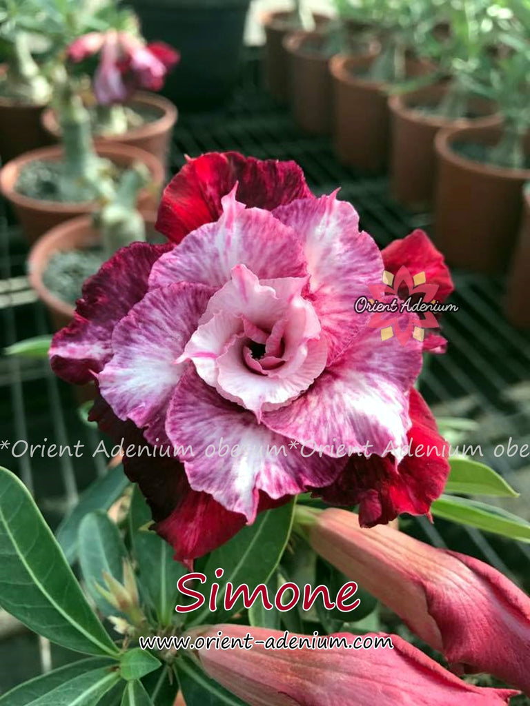 Adenium obesum Simone Grafted plant