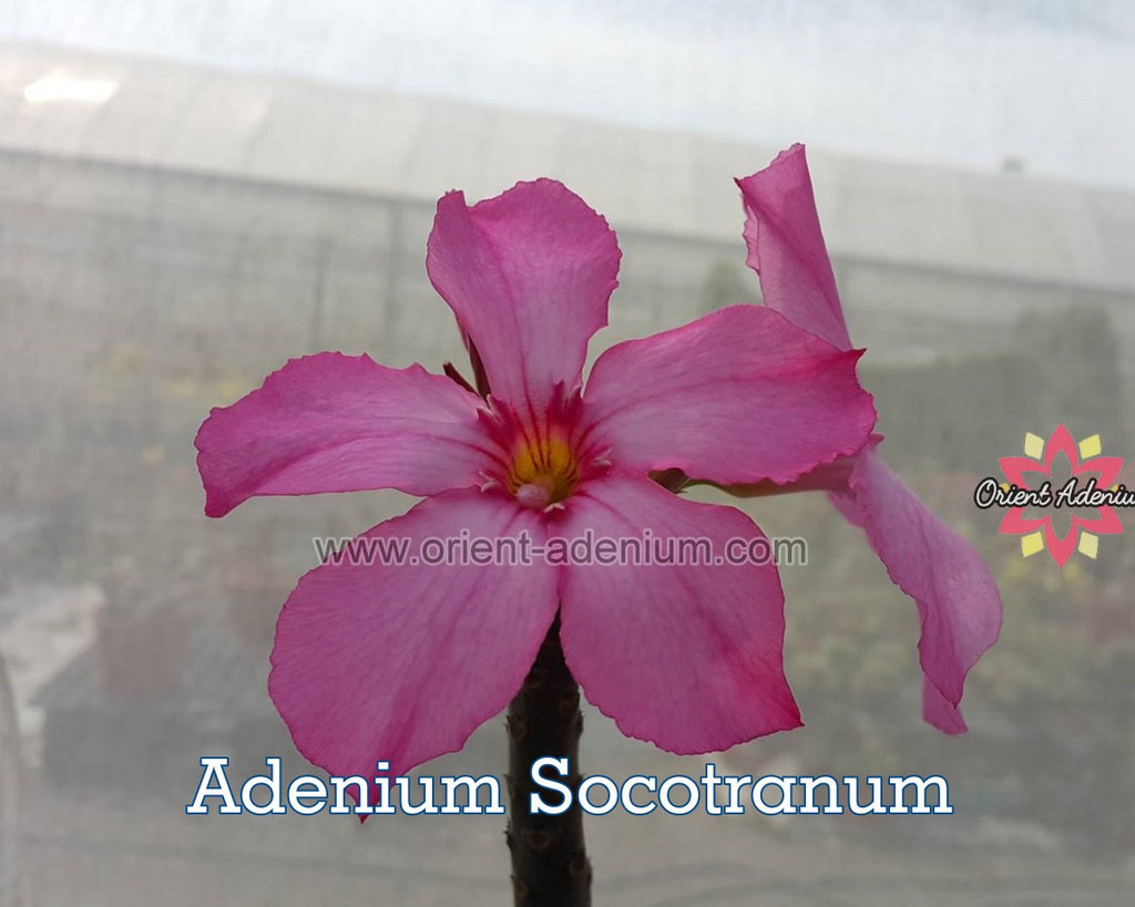 Adenium Socotranum Seedling (S)