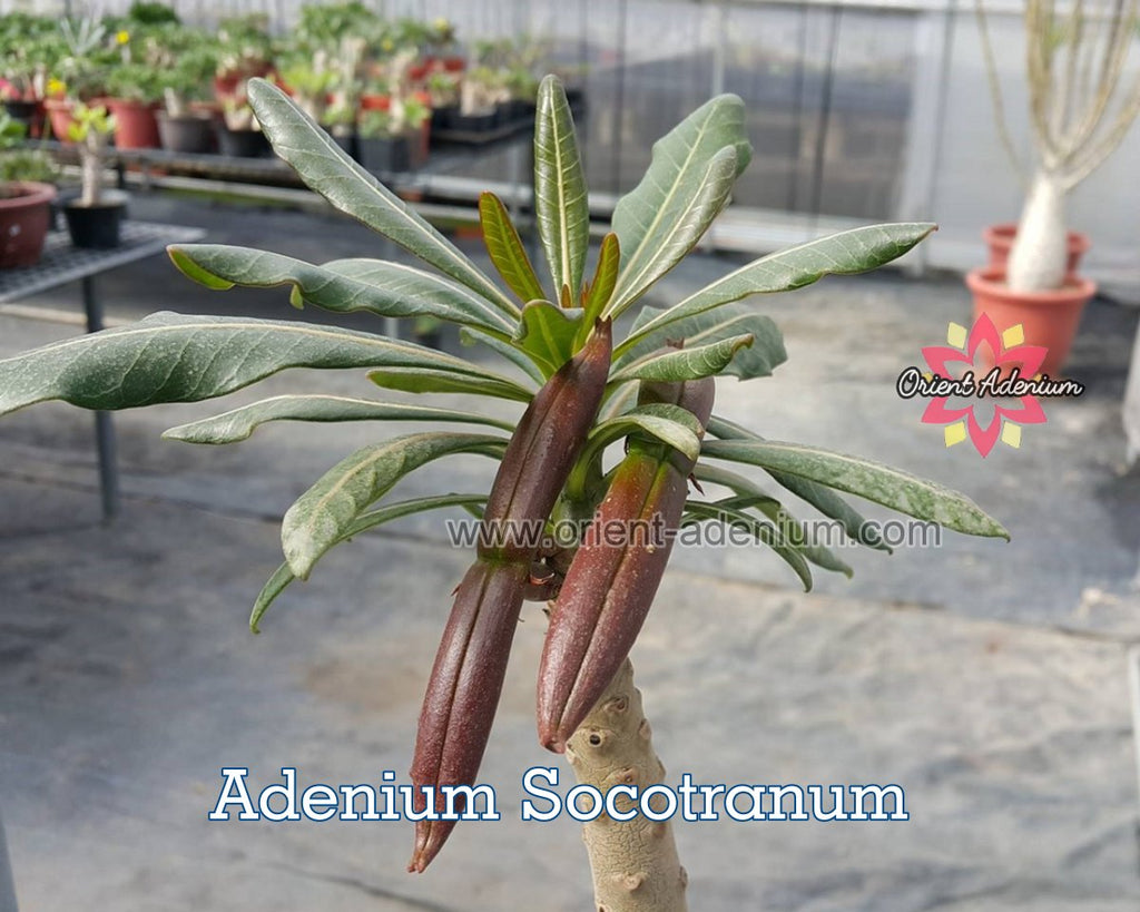 Adenium Socotranum Seedling (M)