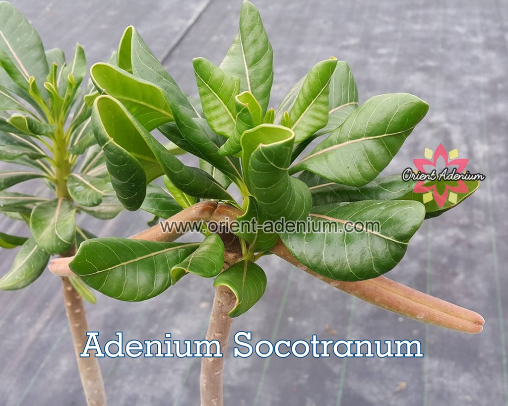 Adenium Socotranum Seedling (M)