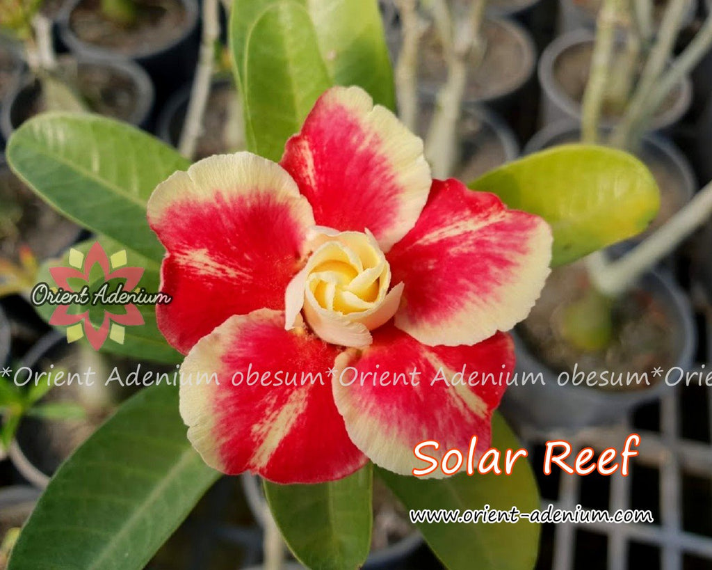 Adenium obesum Solar Reef seeds