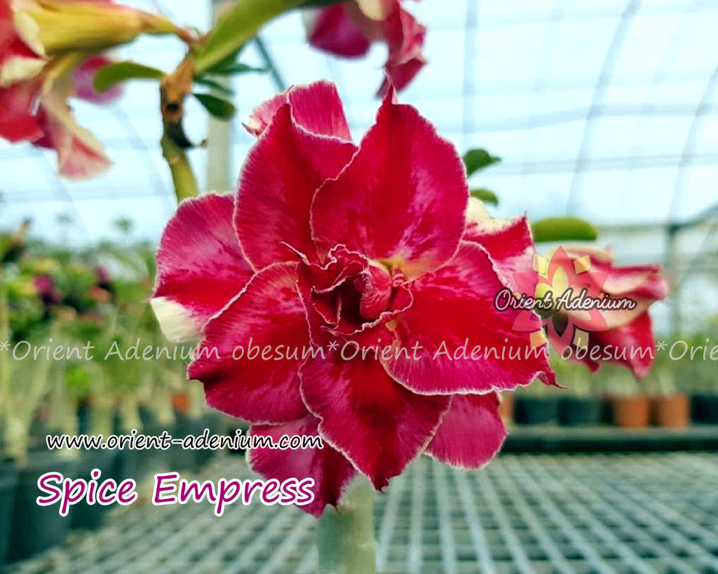 Adenium obesum Spice Empress Grafted plant