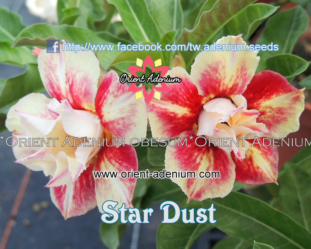 Adenium obesum Star Dust Grafted plant