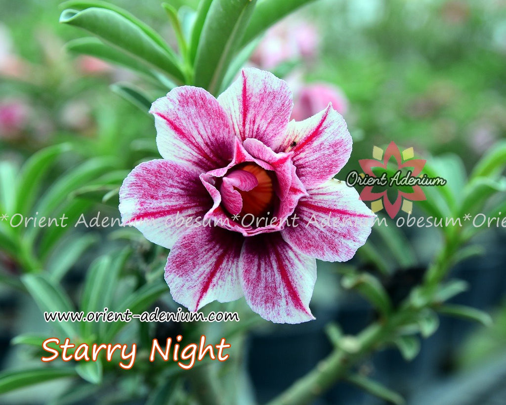 Adenium obesum Starry Night seeds