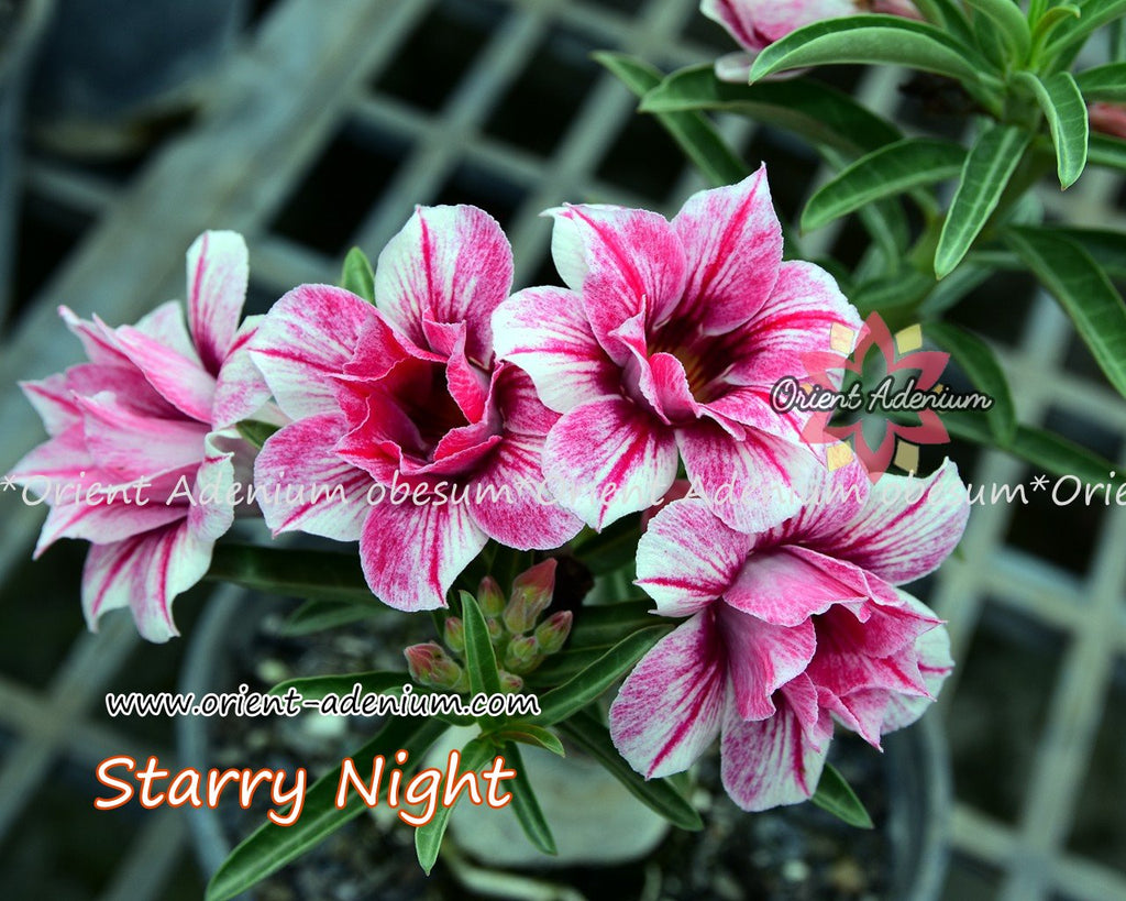 Adenium obesum Starry Night seeds