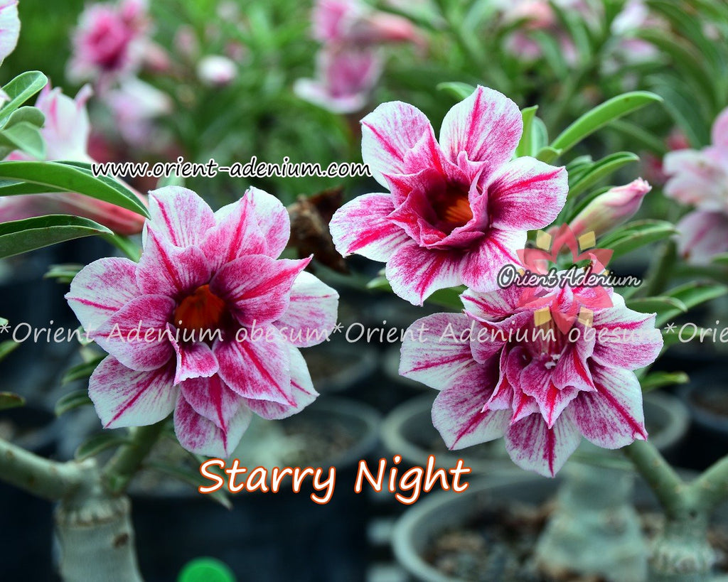 Adenium obesum Starry Night Grafted plant