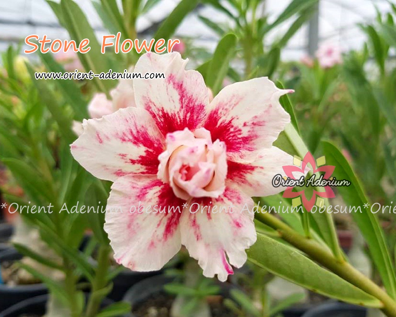 stone flower seeds Adenium obesum Stone Flower seeds