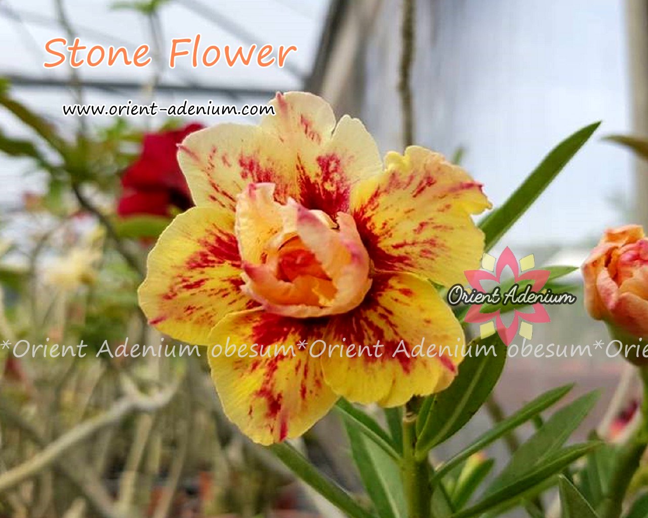 stone flower seeds Adenium obesum Stone Flower seeds