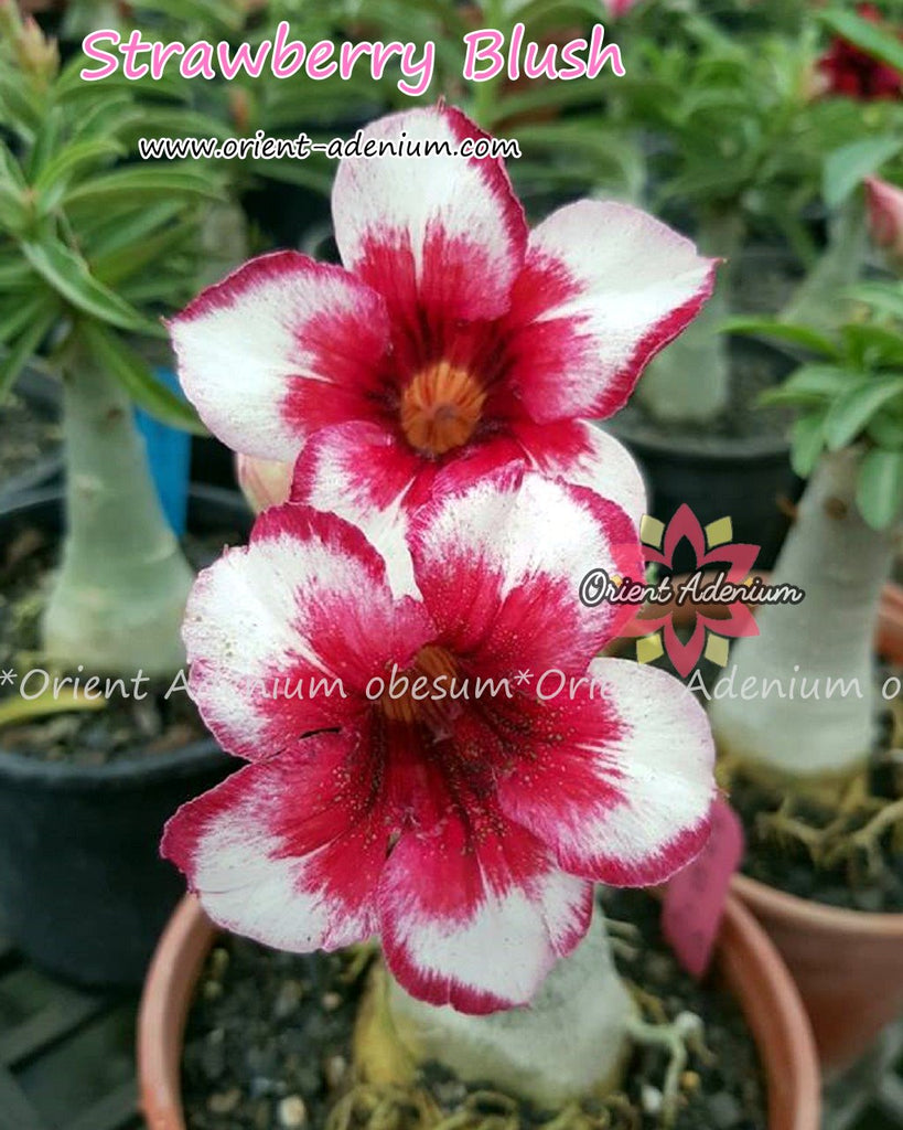 Adenium obesum Strawberry Blush Grafted plant