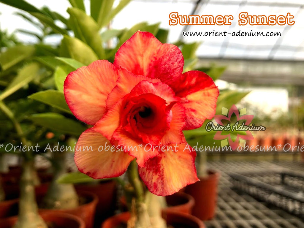 Adenium obesum Summer Sunset Grafted plant