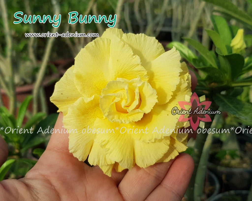 Adenium obesum Sunny Bunny seeds