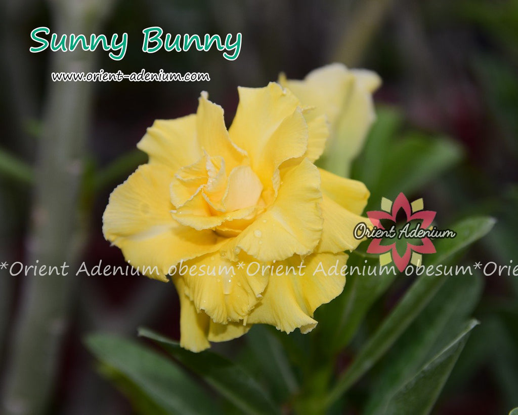 Adenium obesum Sunny Bunny seeds