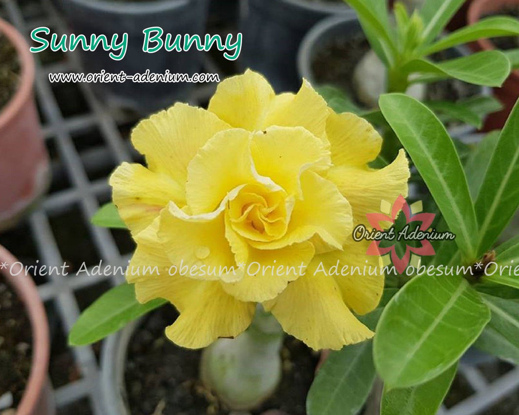 Adenium obesum Sunny Bunny Grafted plant