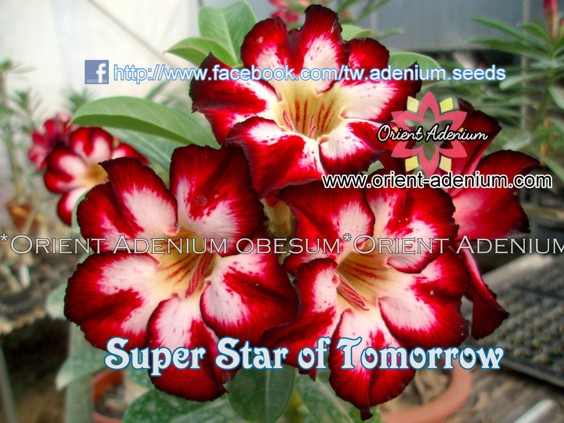 Adenium obesum Super Star of Tomorrow seeds