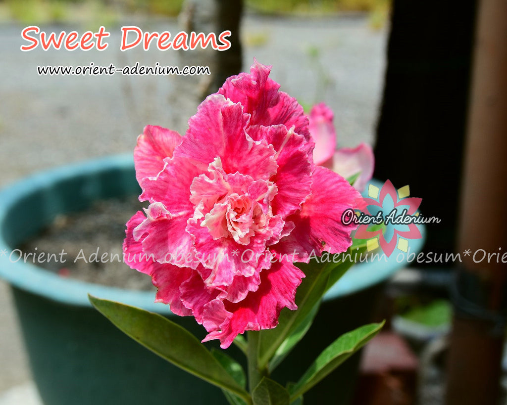 Adenium obesum Sweet Dream Grafted plant