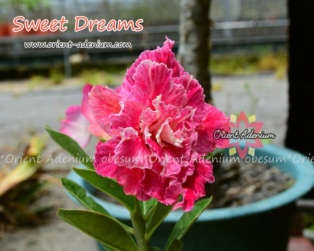 Adenium obesum Sweet Dream Grafted plant