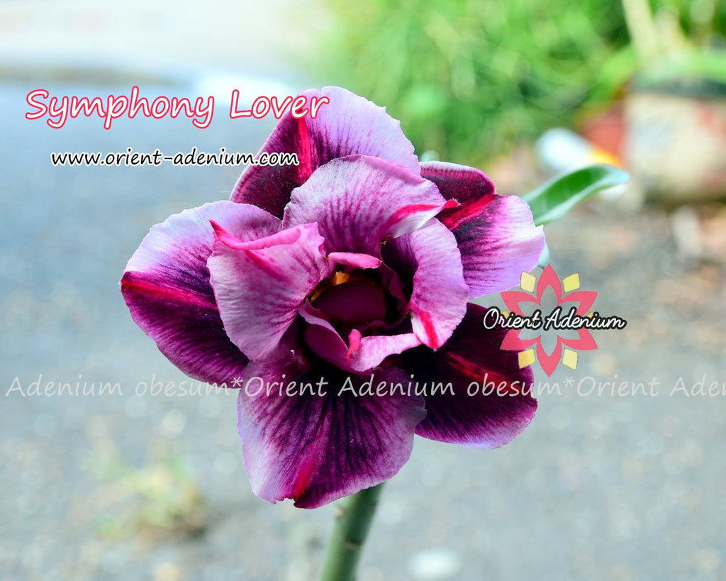Adenium obesum Symphony Lover Grafted plant