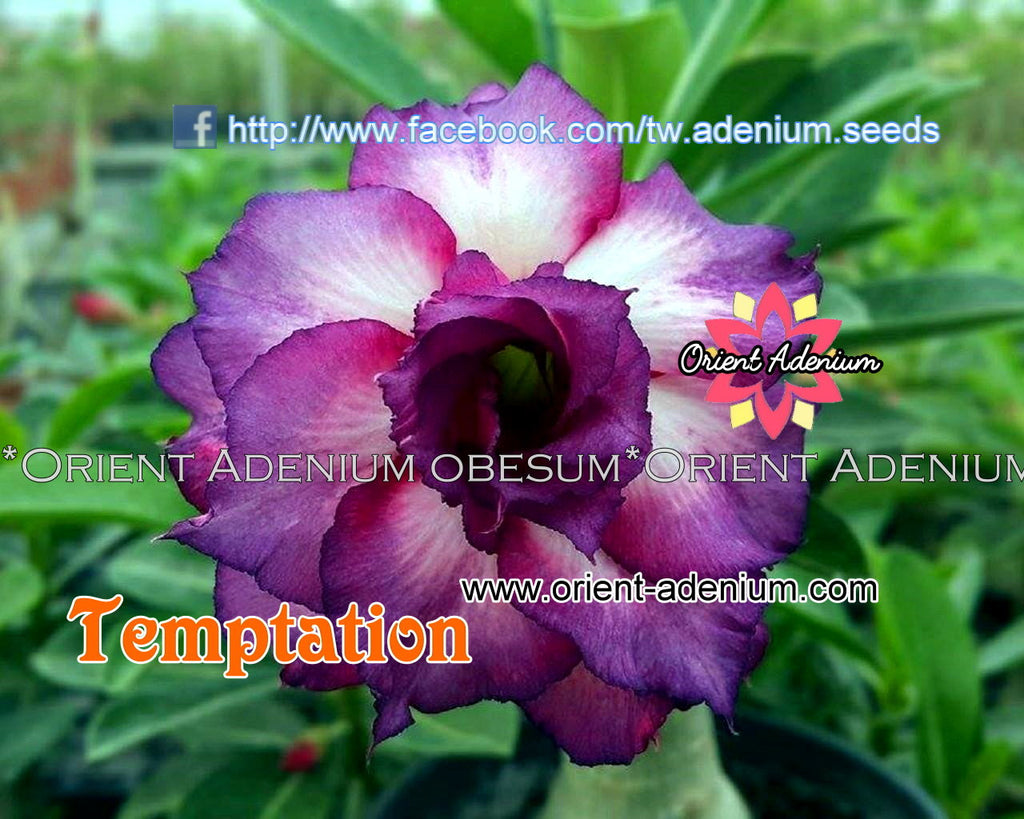 Adenium obesum Temptation Grafted plant