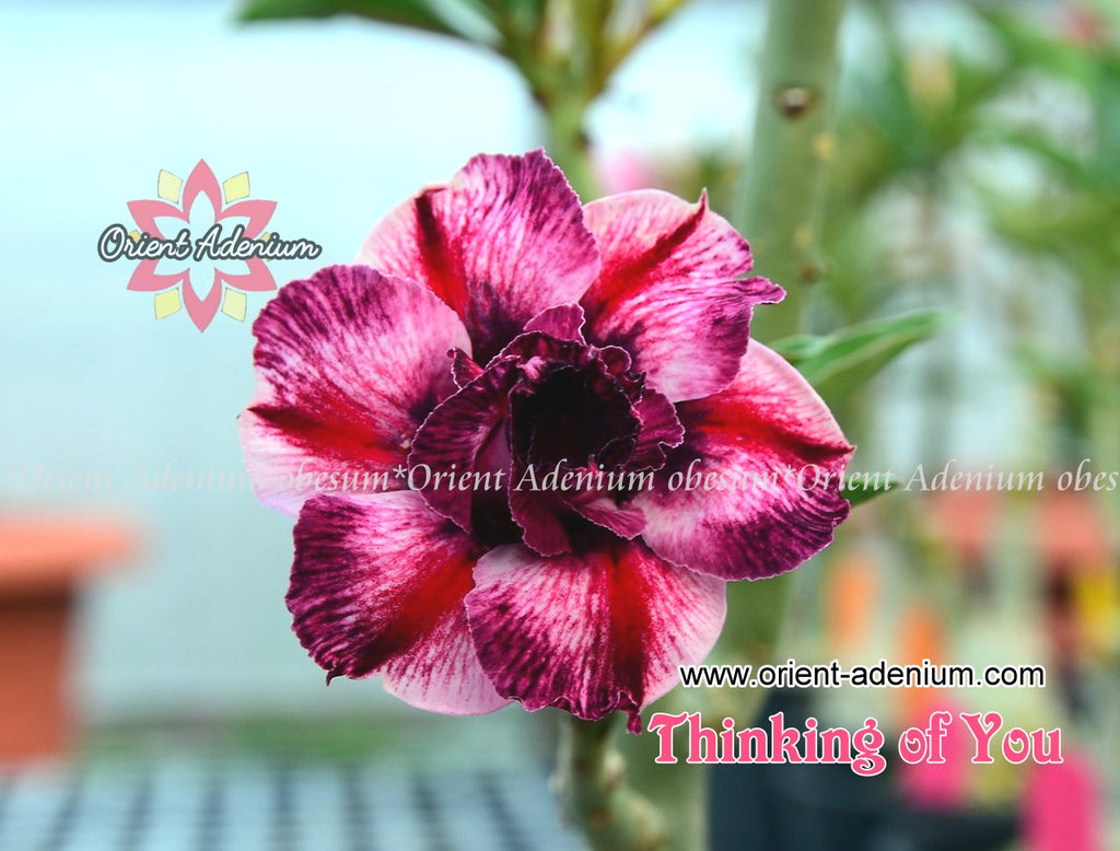 Adenium obesum Thinking of You Grafted plant