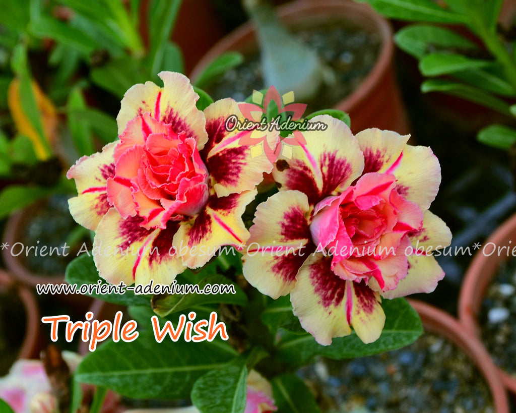 Adenium obesum Triple Wish Grafted plant