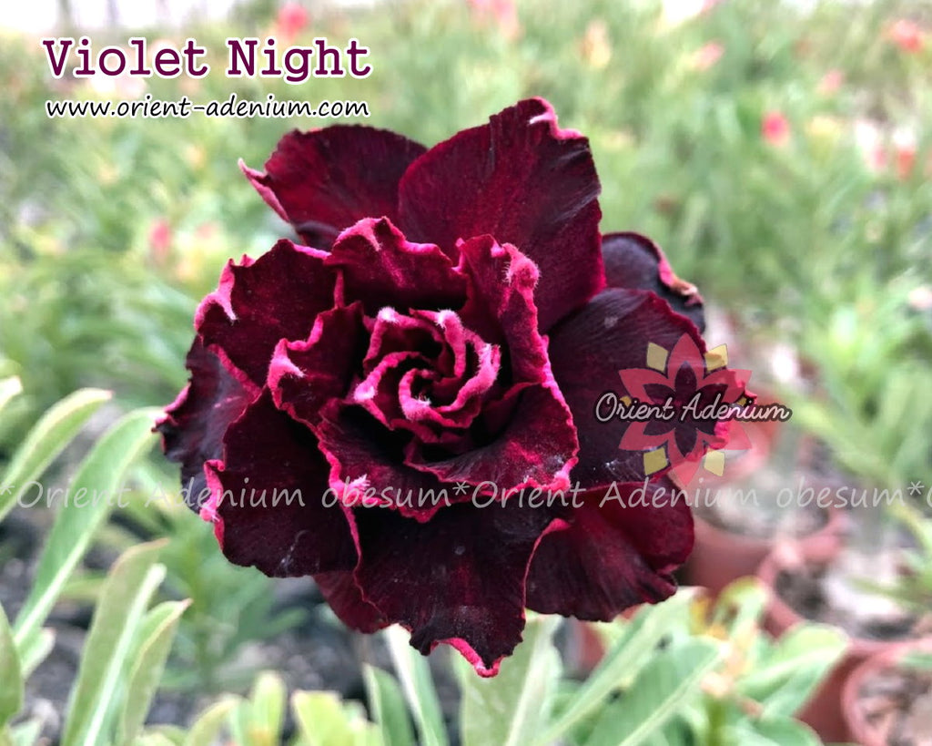 Adenium obesum Violet Night Grafted plant