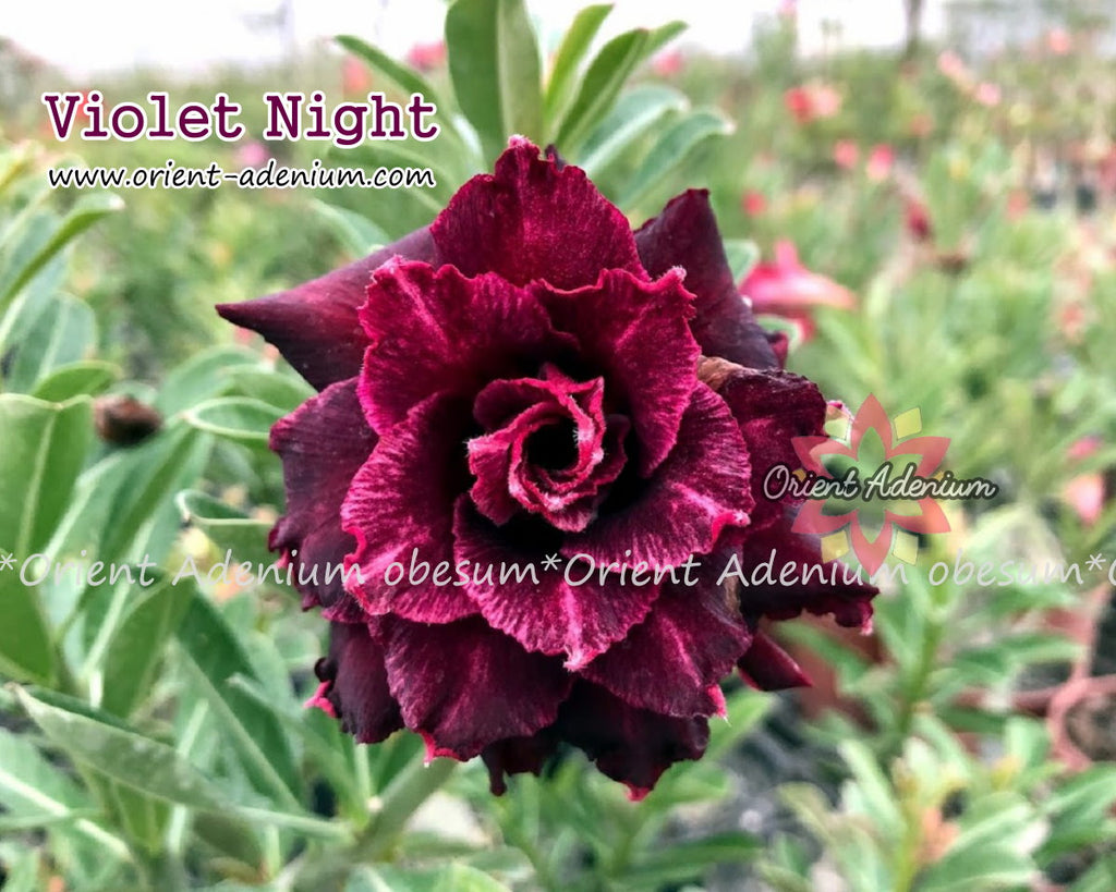 Adenium obesum Violet Night Grafted plant