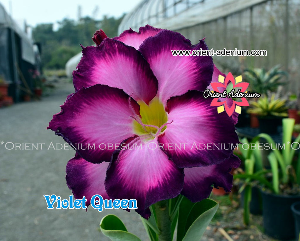 Adenium obesum Violet Queen Grafted plant