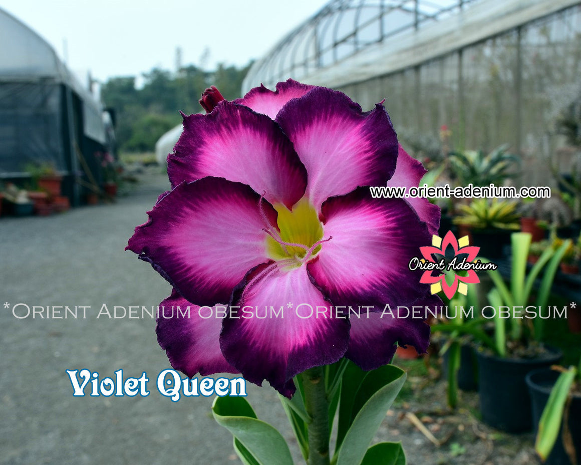 Adenium obesum Violet Queen seeds