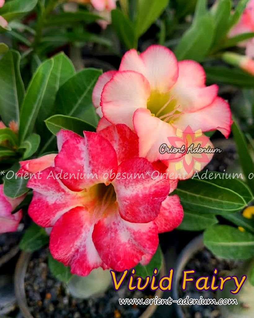 Adenium obesum Vivid Fairy Grafted plant