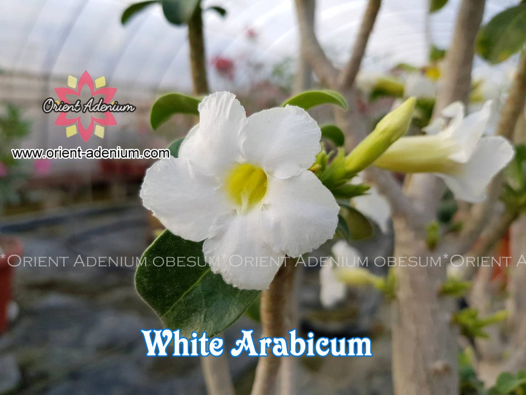 Adenium WHITE ARABICUM seeds