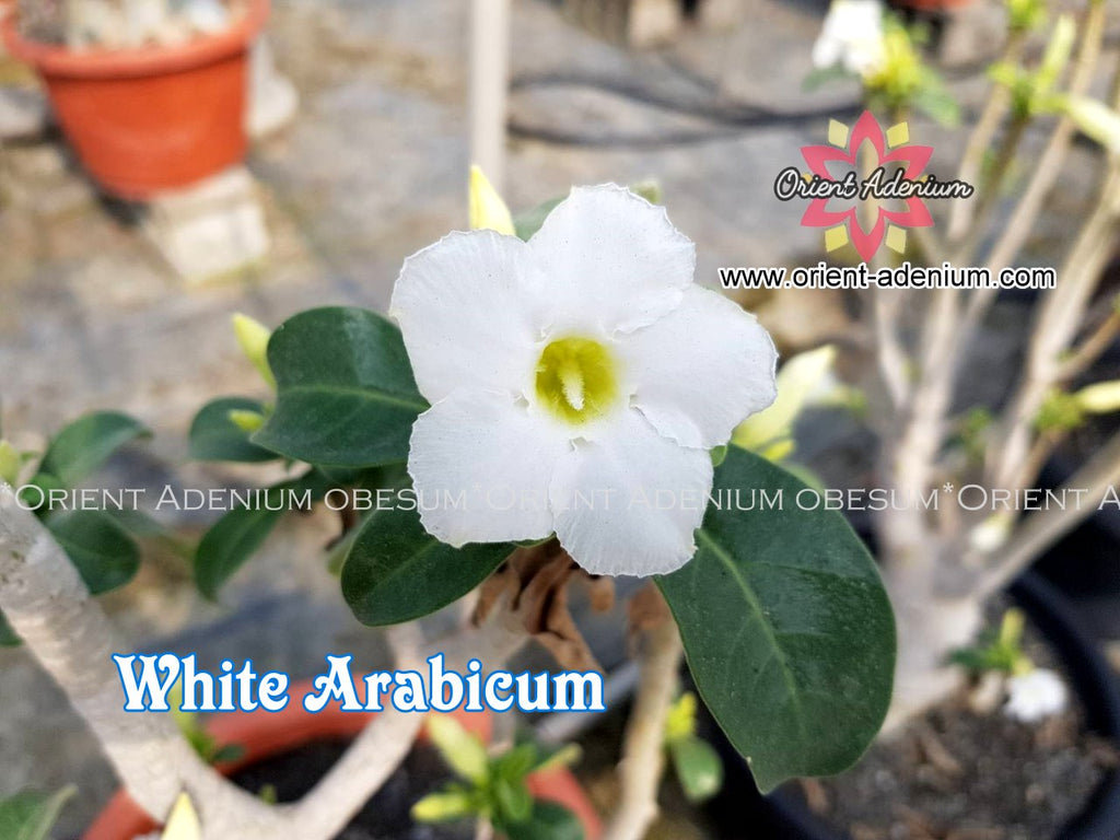 Adenium WHITE ARABICUM seeds
