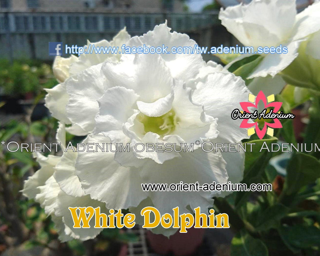 Adenium obesum White Dolphin Grafted plant