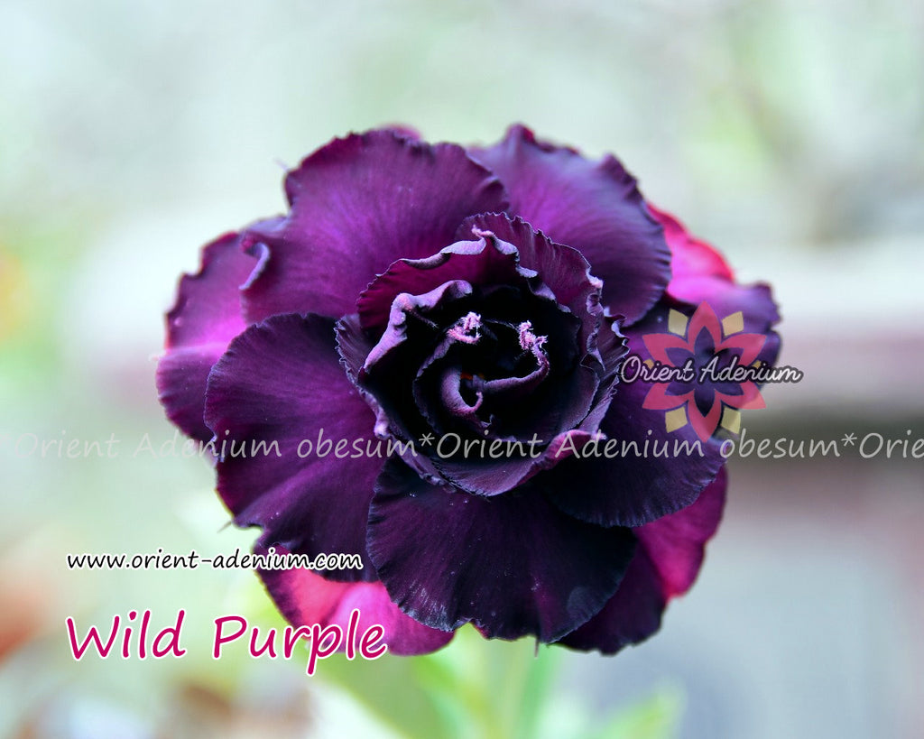 Adenium obesum Wild Purple Grafted plant