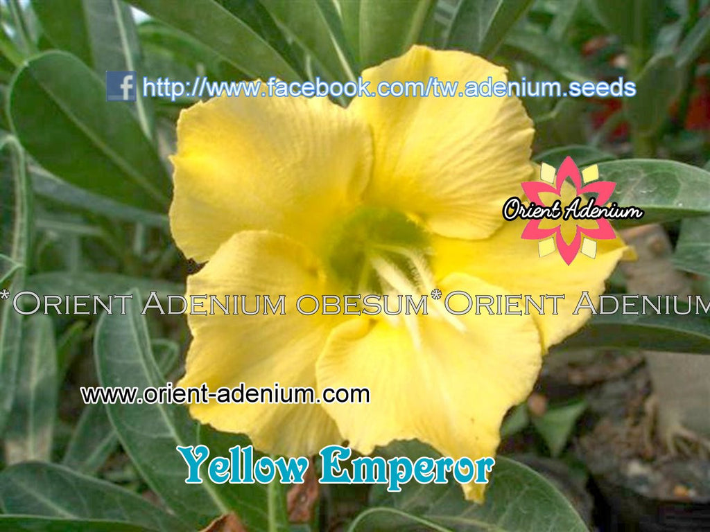 Adenium obesum Yellow Emperor Grafted plant