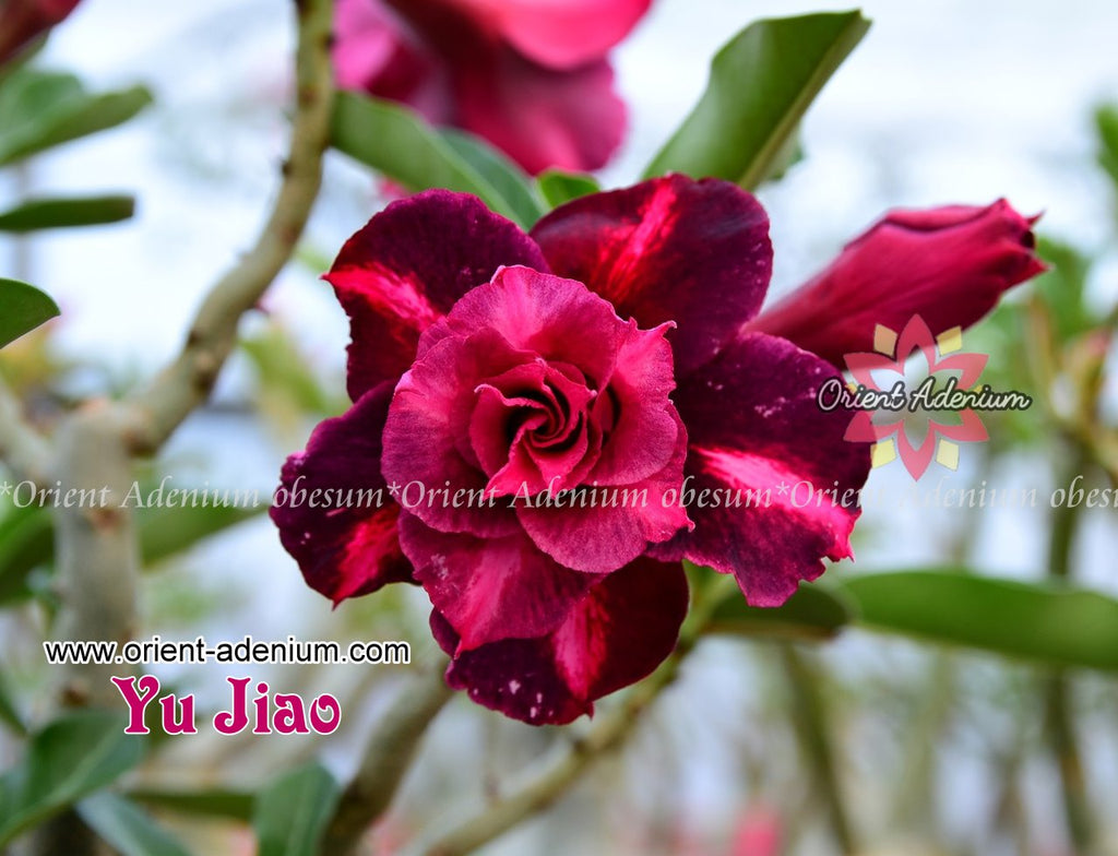 Adenium obesum Yu Jiao Grafted plant