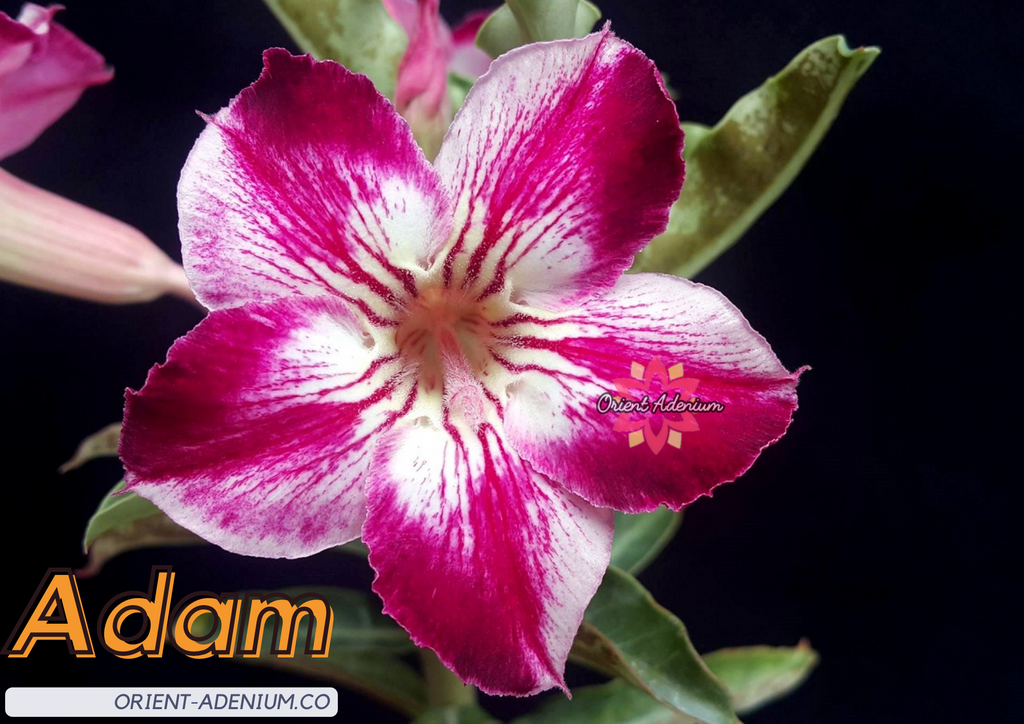 (CROSS BREED) Adenium obesum "Adam" X "Purple Buttefly" seeds