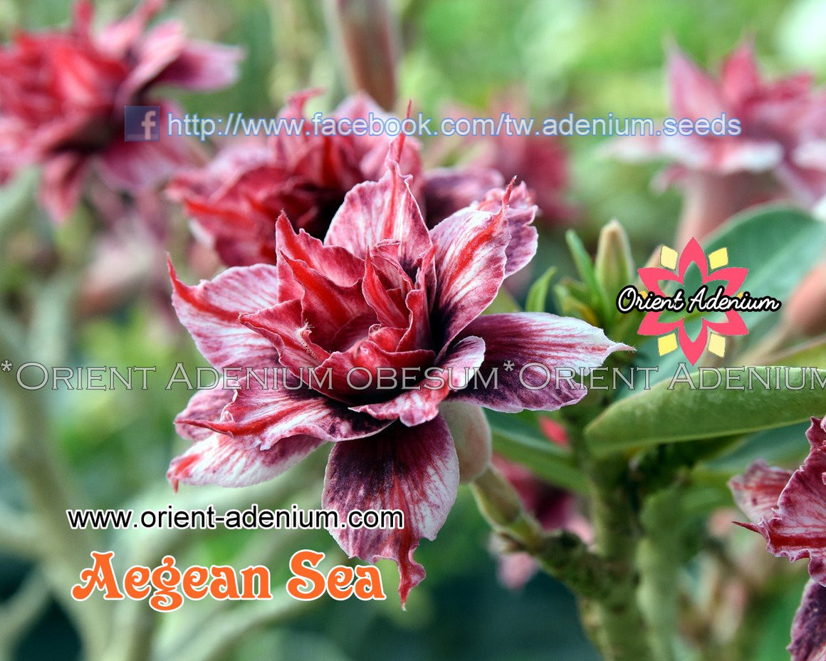 Adenium obesum Aegean Sea Grafted plant