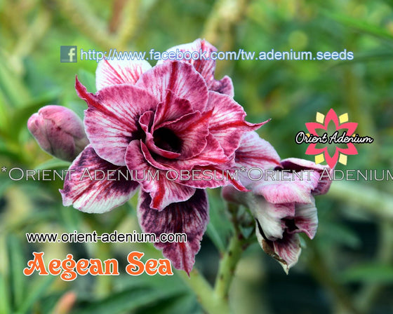 Adenium obesum Aegean Sea seeds