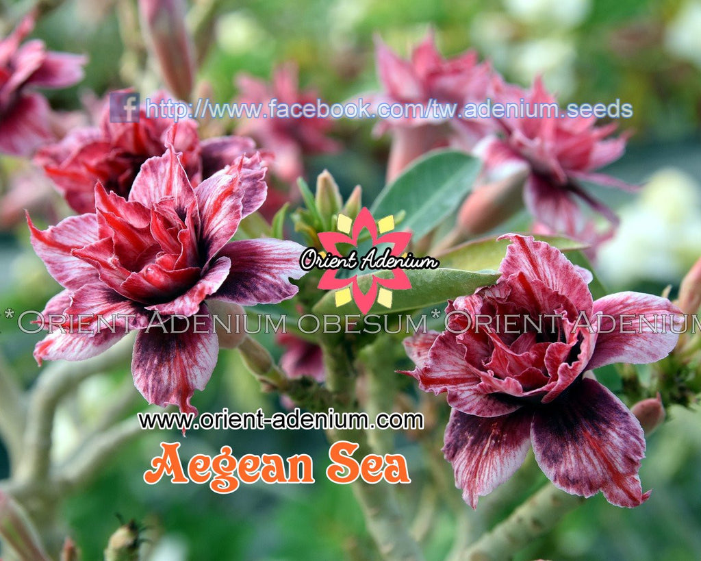 Adenium obesum Aegean Sea seeds