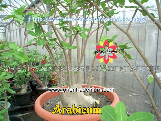 Adenium obesum ARABICUM seeds