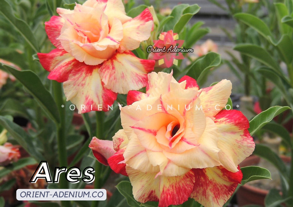 Adenium obesum Ares Grafted plant