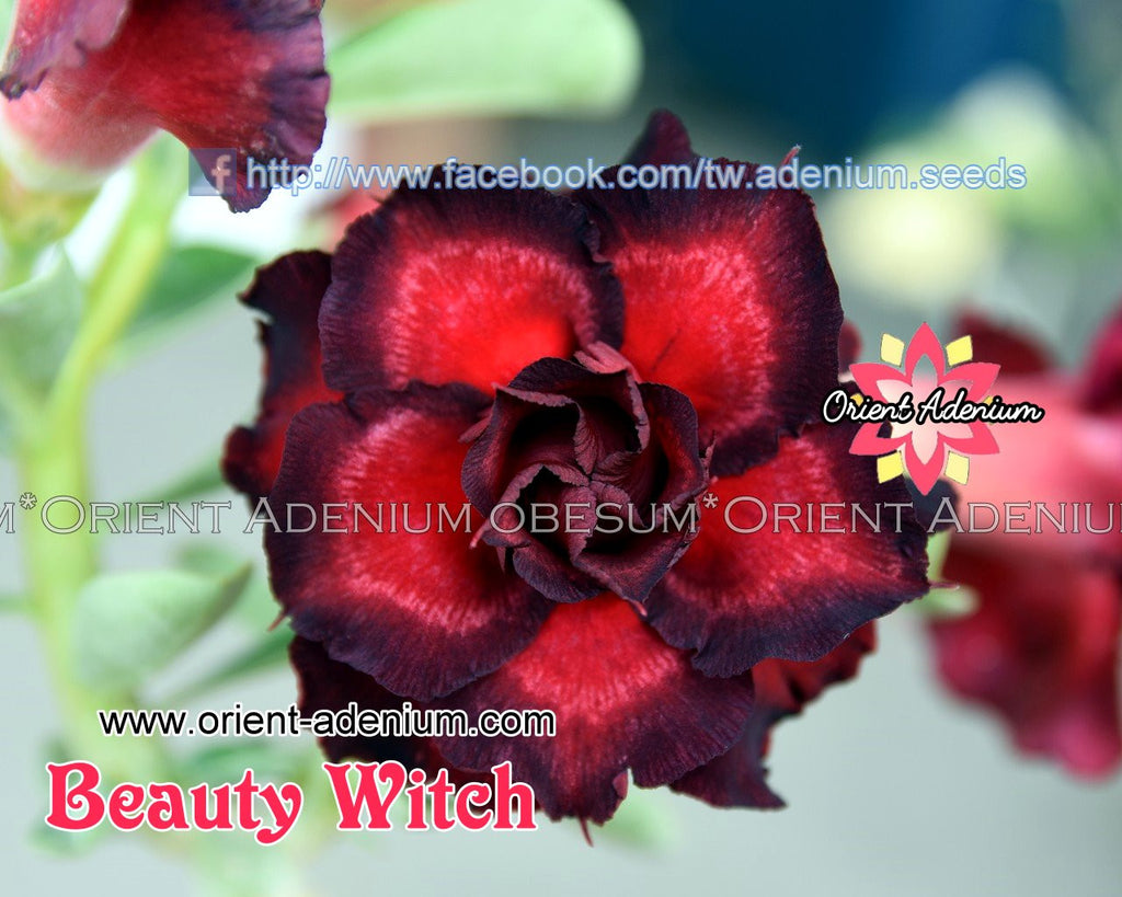 Adenium obesum Beauty Witch Grafted plant