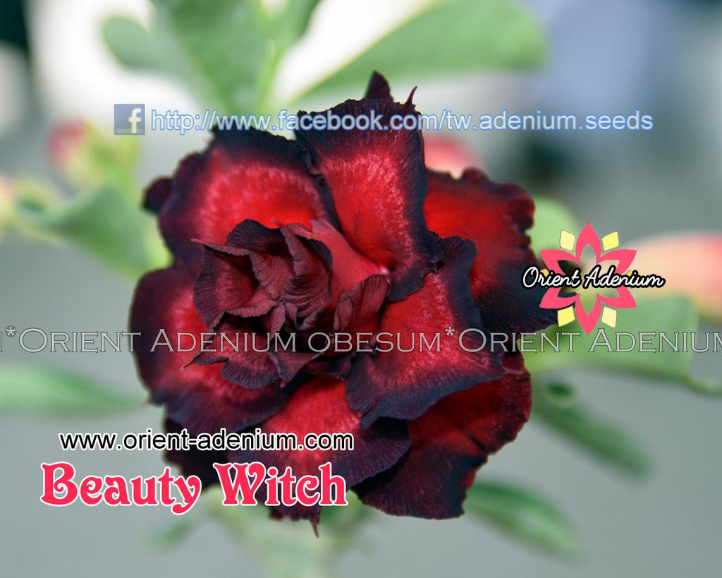 Adenium obesum Beauty Witch seeds