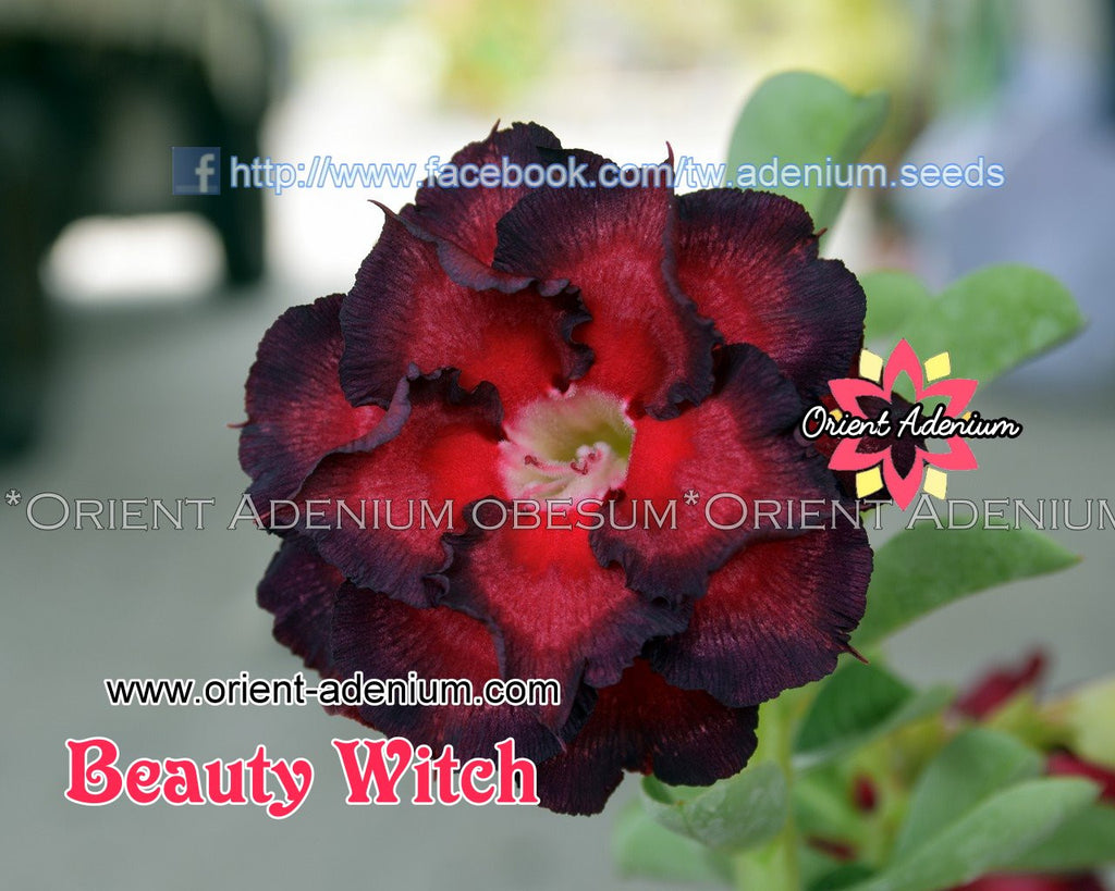 Adenium obesum Beauty Witch seeds