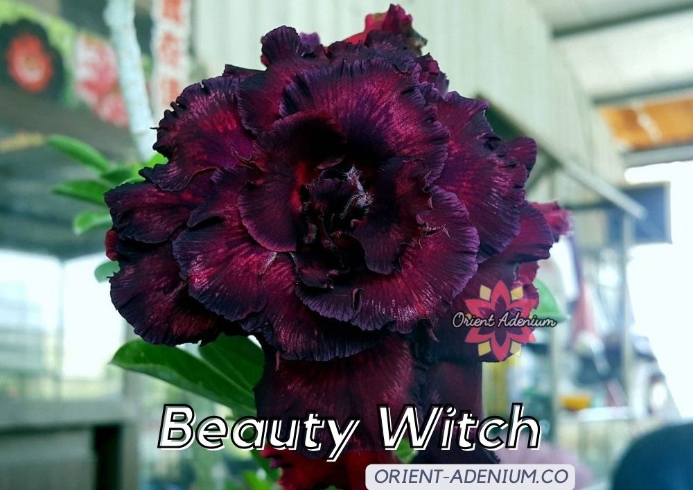 (CROSS BREED) Adenium obesum "Beauty Witch" X  "Black Widow"  seeds