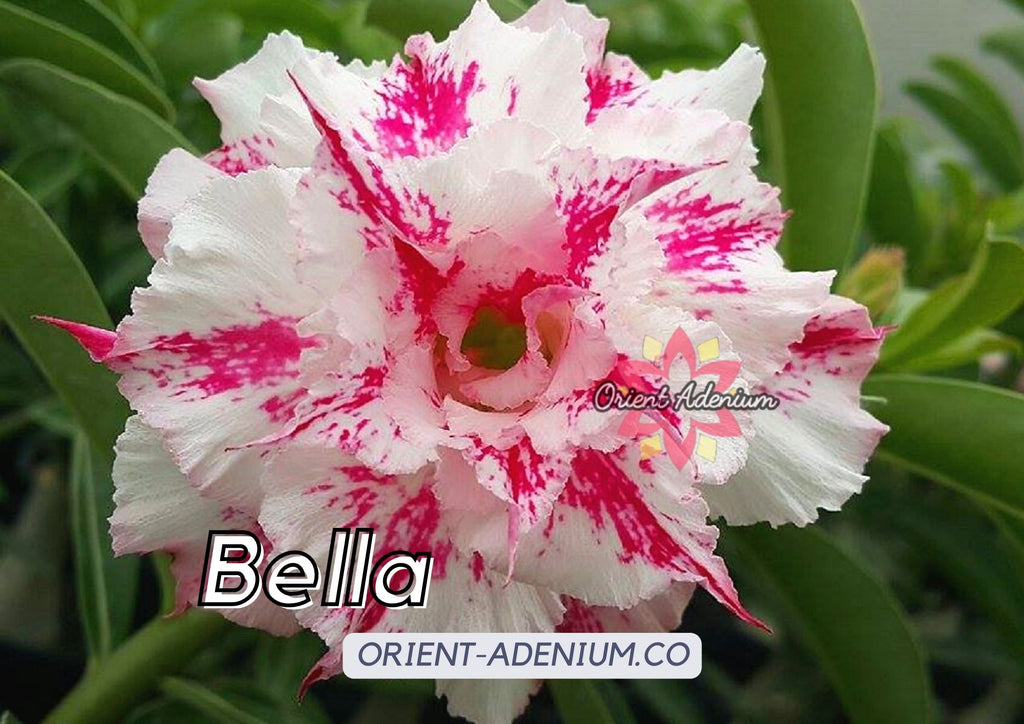 (CROSS BREED) Adenium obesum "Lady Flame" X "Bella" seeds