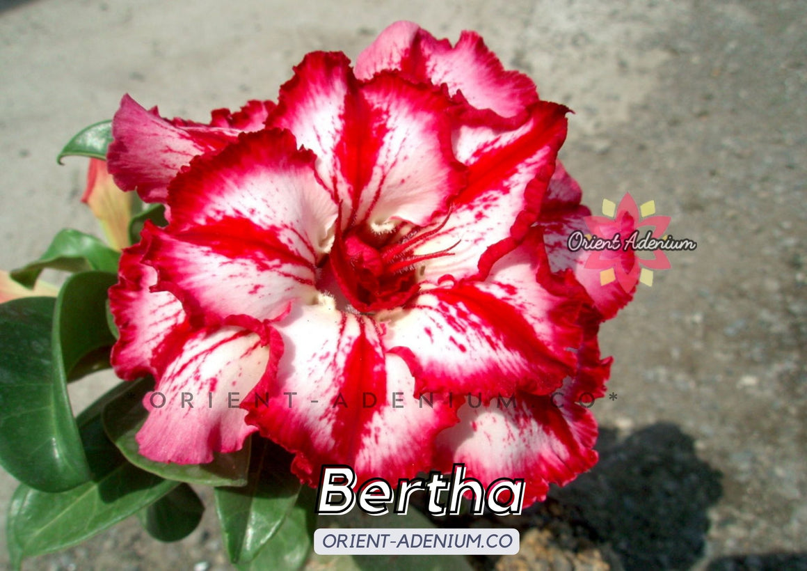 Adenium obesum Bertha Grafted plant